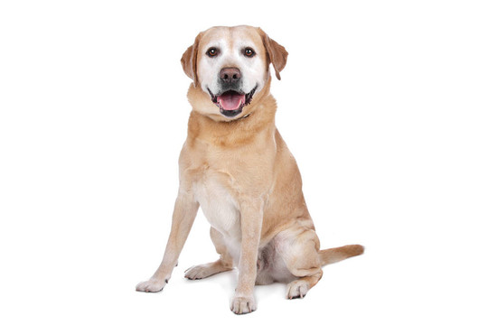 拉布拉多獵犬