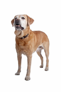 拉布拉多獵犬