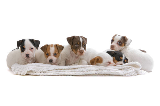 jack russel梗