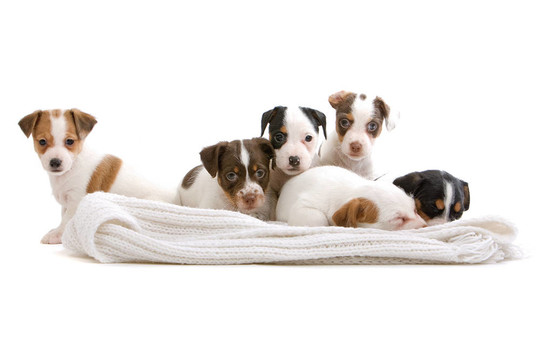jack russel梗