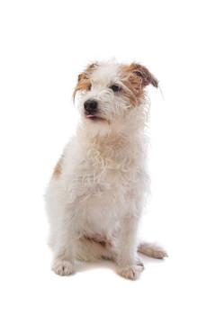 jack russel梗