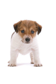 jack russel梗