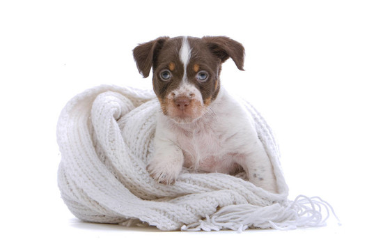 jack russel梗