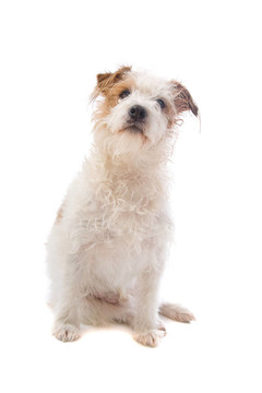 jack russel梗