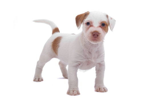 jack russel梗