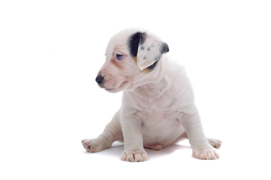 jack russel梗