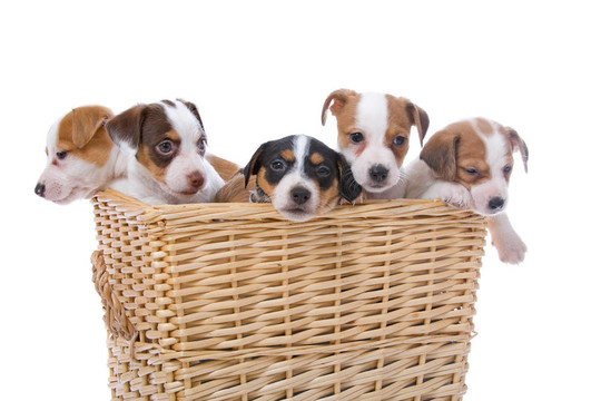 jack russel梗