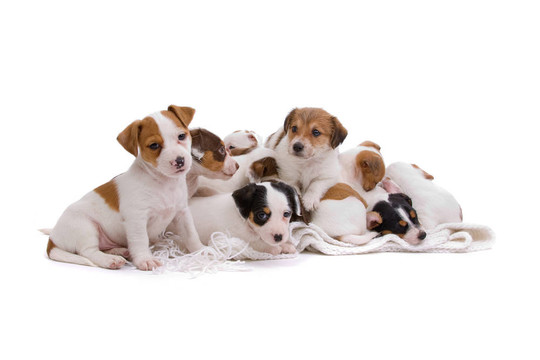 jack russel梗