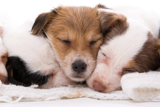 jack russel梗