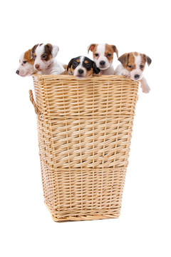 jack russel梗