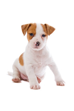 jack russel梗