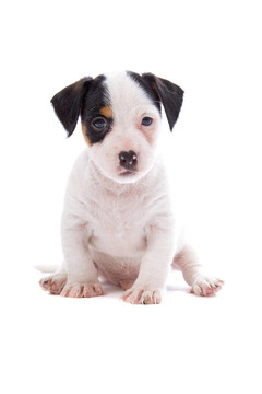 jack russel梗