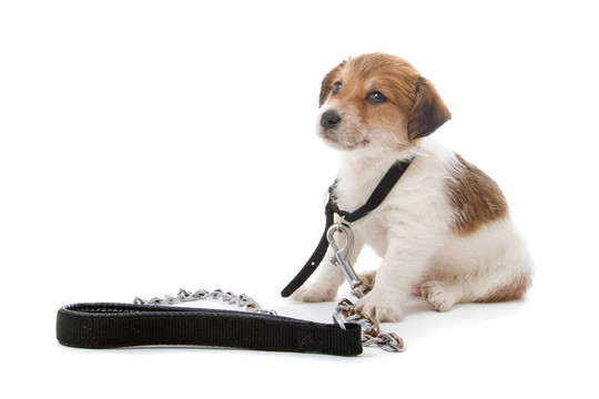 jack russel梗