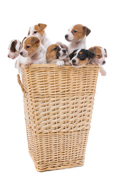 jack russel梗