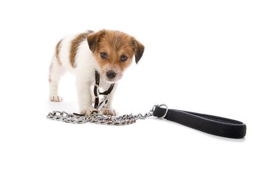 jack russel梗
