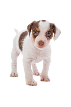 jack russel梗