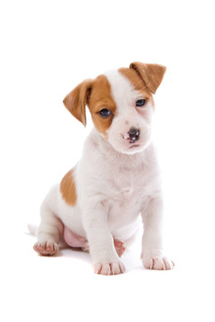 jack russel梗