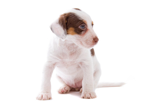 jack russel梗