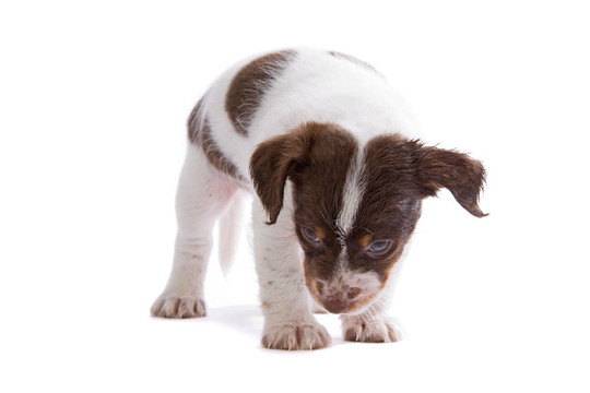 jack russel梗