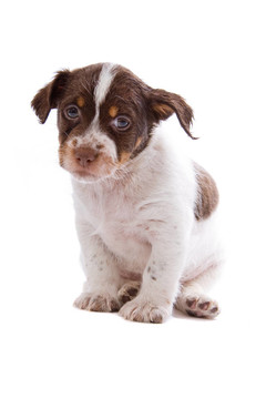 jack russel梗