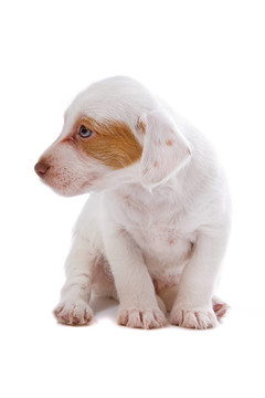 jack russel梗