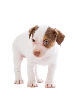 jack russel梗