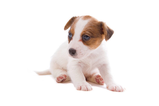 jack russel梗
