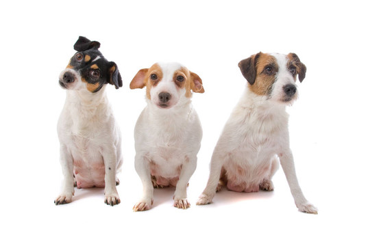 jack russel梗