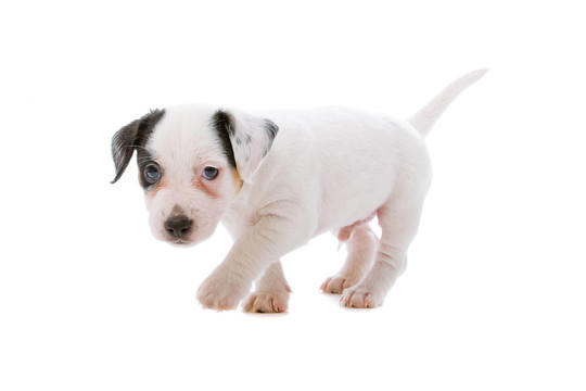 jack russel梗
