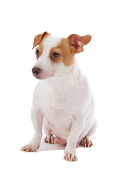 jack russel梗
