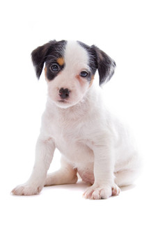 jack russel梗