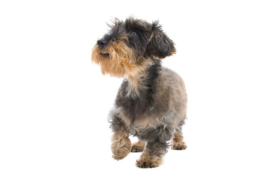 臘腸犬