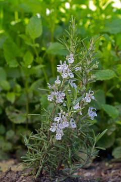 Blooming Roesmary（拉丁語迷迭香）