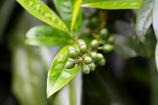 一個(gè)櫻果（北緯月桂櫻schipkaensis 0）