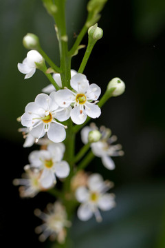 盛開的櫻花桂冠（北緯月桂櫻schipkaensis 0）