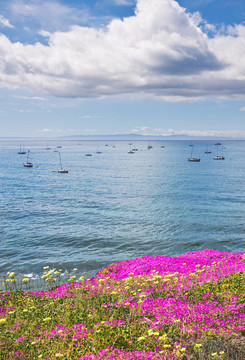 Santa Barbara Anchorage和Flowers