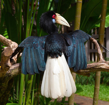 honbill