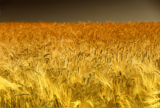 Golden Cornfield（黑麥）在Pfalz；德國(guó)