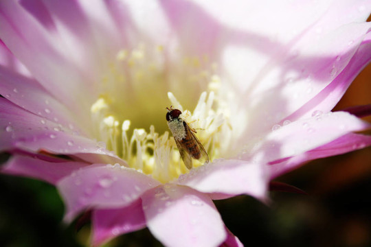 蜜蜂