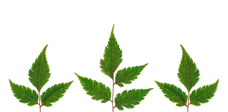 三白蕨類