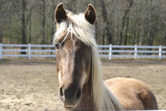 Horse Head與Blonde Mane