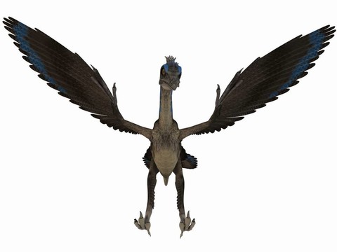 始祖鳥的3D恐龍