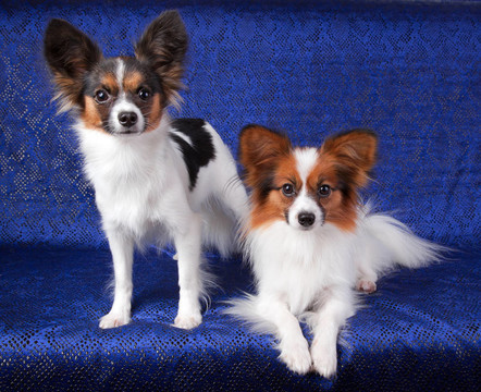 蝴蝶犬