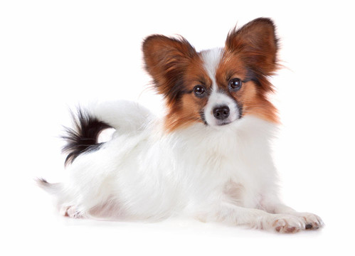 蝴蝶犬