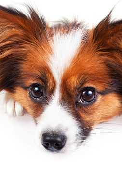 蝴蝶犬