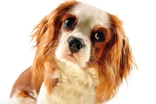 查爾斯王小獵犬和白色背景