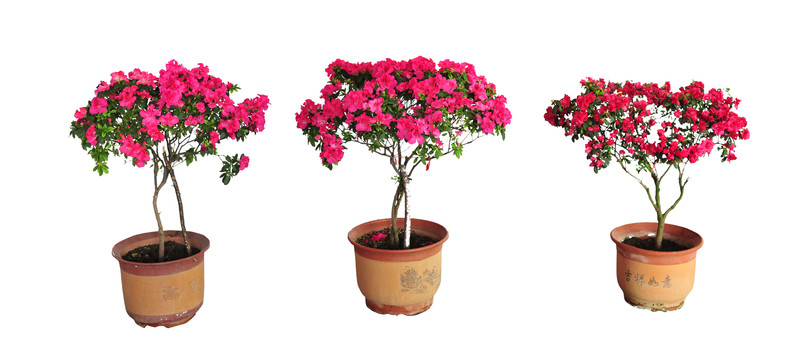杜鵑花