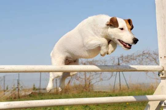 jack russel梗在敏捷
