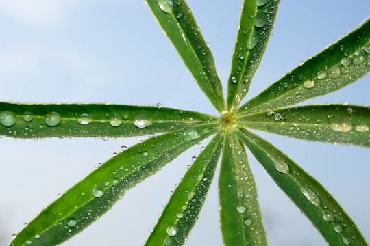 水滴在空中的羽扇豆