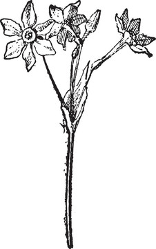 水仙花水仙花；復古雕刻。